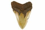 Serrated, Fossil Megalodon Tooth - North Carolina #172579-2